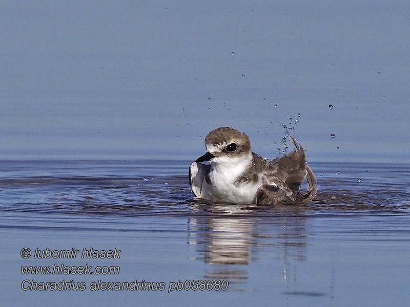 Charadrius_alexandrinus_pb058680