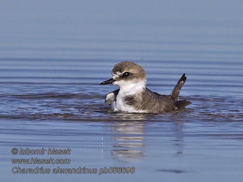 Charadrius alexandrinus