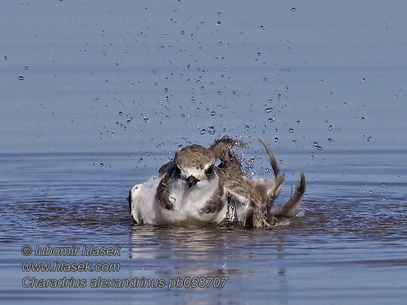Charadrius alexandrinus