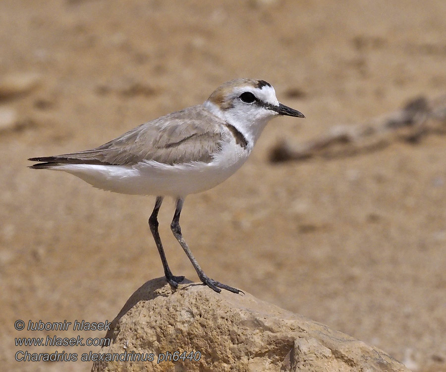 Charadrius alexandrinus