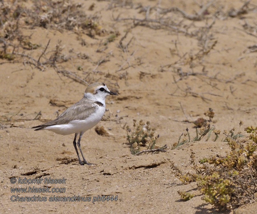 Charadrius alexandrinus