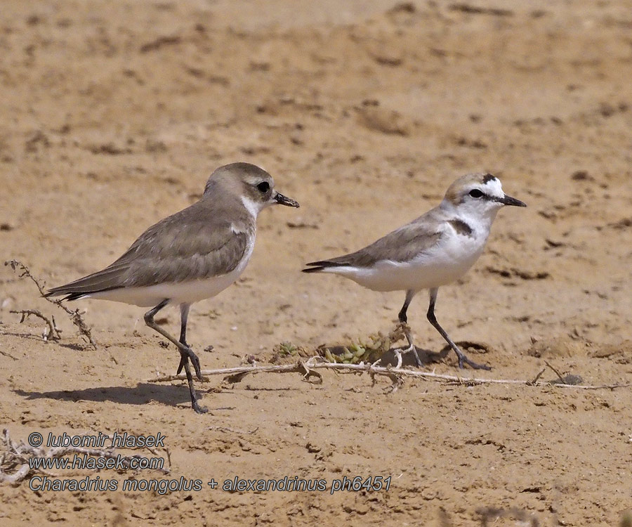 Charadrius alexandrinus