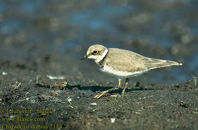 Charadrius dubius Little Ringed Plover Flussregenpfeifer Petit Gravelot Chorlitejo Chico Carriol petit Kulík říční Corriere piccolo Borrelho-pequeno-de-coleira Sieweczka rzeczna Kis lile Lille Præstekrave Kleine Plevier Pikkutylli Dverglo Mindre strandpipare Kulík riečny 金眶鸻 Зуек малый コチドリ الزقزاق المطوق الصغير 꼬마물떼새 Ποταμοσφυριχτής Малий зуйок Küçük halkalı cılıbıt חופמי גדות Chinna Kottan Kulik sljepčić Upinis kirlikas Upes tārtiņš Väiketüllid Prundaras gulerat mic Mali deževnik Žalar slepić