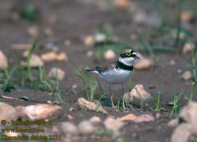 Charadrius dubius 2135