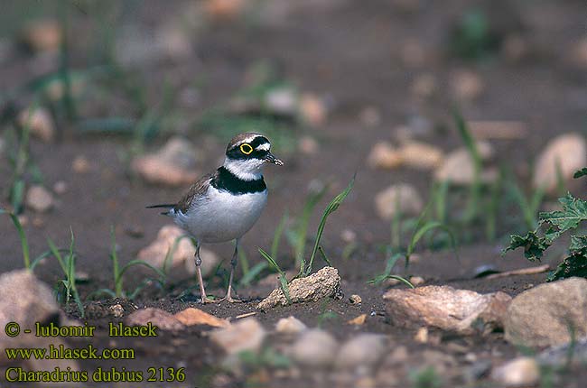 Charadrius dubius 2136