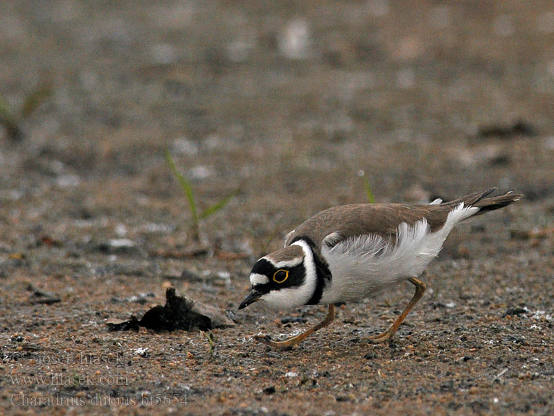 Charadrius dubius Little Ringed Plover