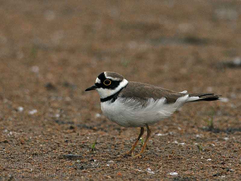 Charadrius dubius Flussregenpfeifer