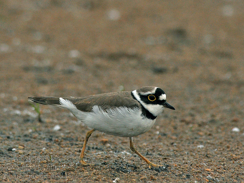 Charadrius dubius Kulík říční