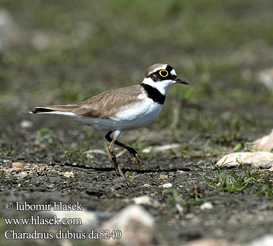 Charadrius dubius da5240