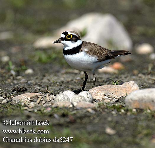 Charadrius dubius da5247