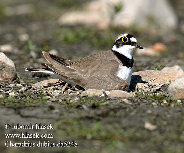 Charadrius dubius da5248