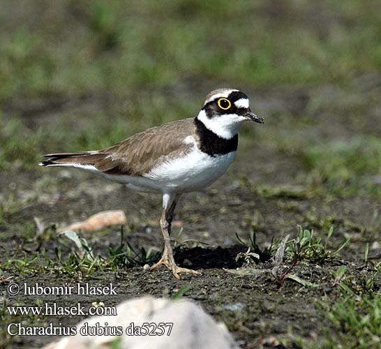 Charadrius dubius da5257