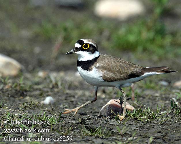 Charadrius dubius da5259