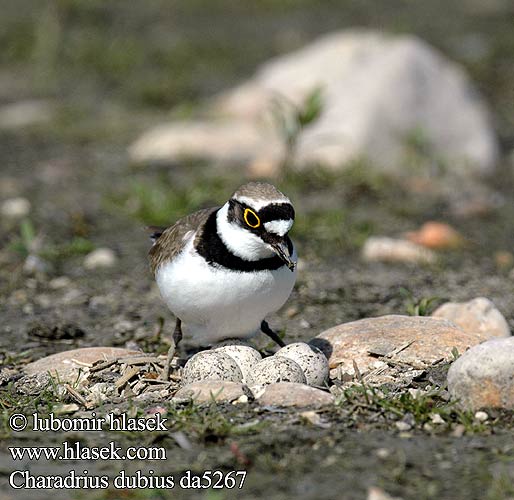 Charadrius dubius da5267