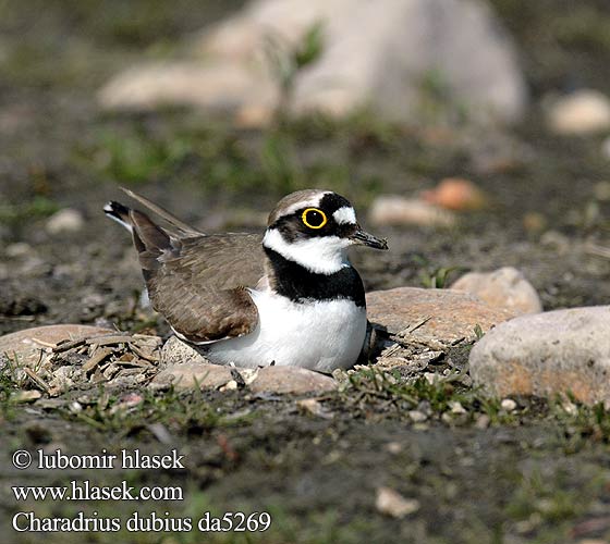 Charadrius dubius da5269