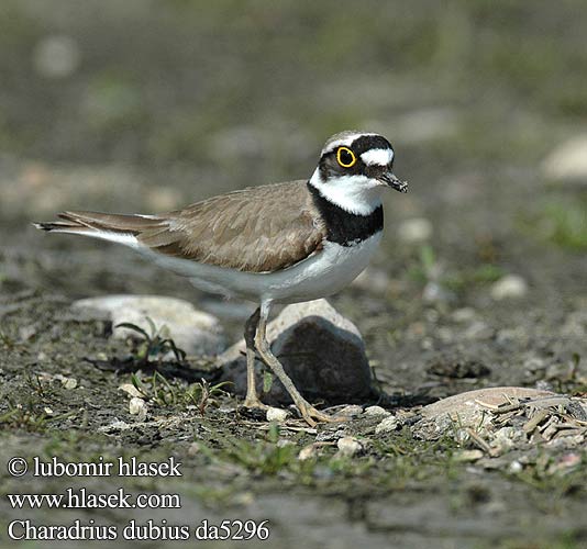 Charadrius dubius da5296