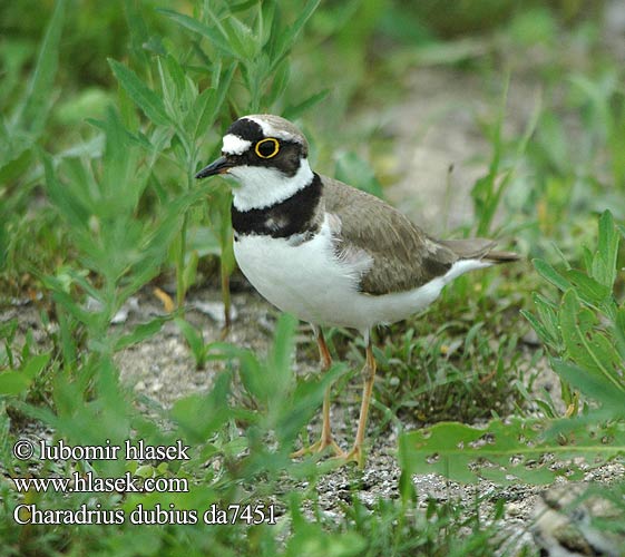 Charadrius dubius da7451