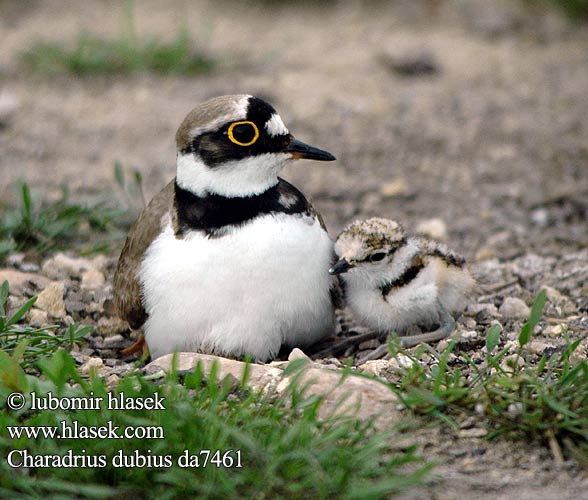 Charadrius dubius da7461