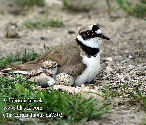 Charadrius dubius da7503