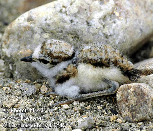 Charadrius dubius da7518