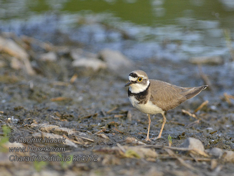 Charadrius dubius