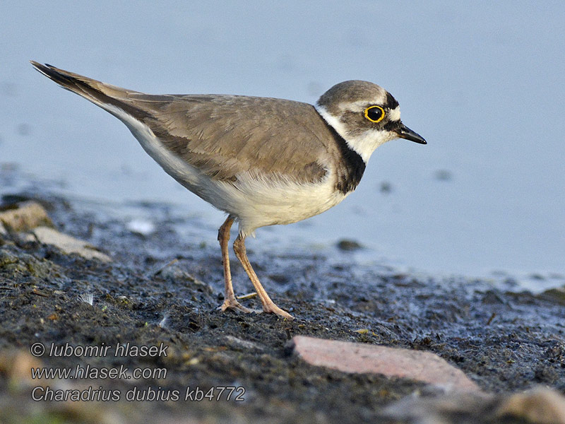 Charadrius dubius