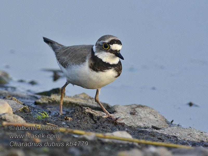 Charadrius dubius