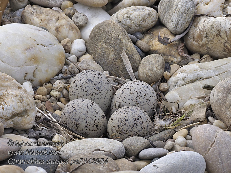 Charadrius dubius