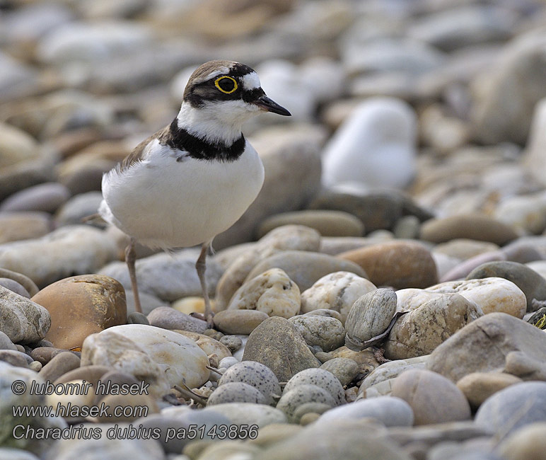 Charadrius dubius