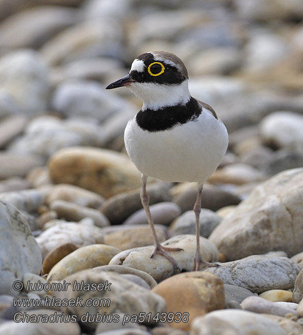 Charadrius dubius