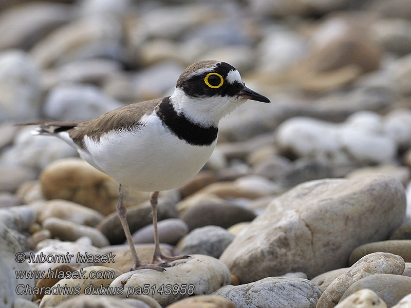 Charadrius dubius