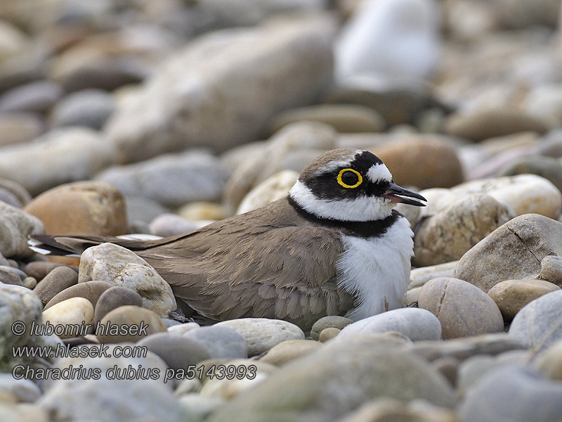 Charadrius dubius