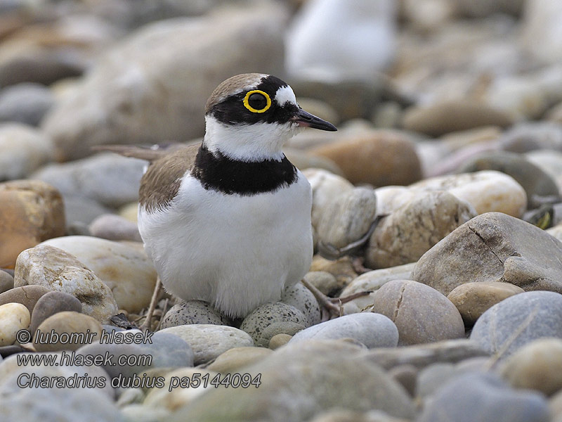 Charadrius dubius