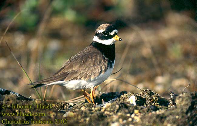 Charadrius hiaticula Ringed Plover Sandregenpfeifer Grand Gravelot