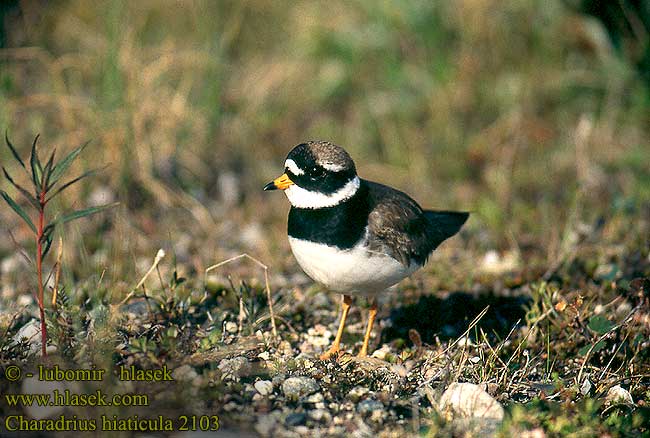 Charadrius hiaticula 2103