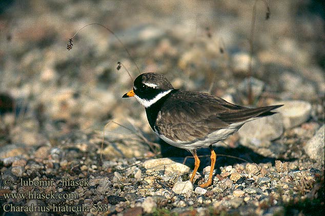 Charadrius hiaticula 583