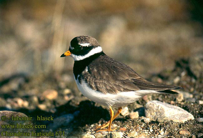 Charadrius hiaticula 671