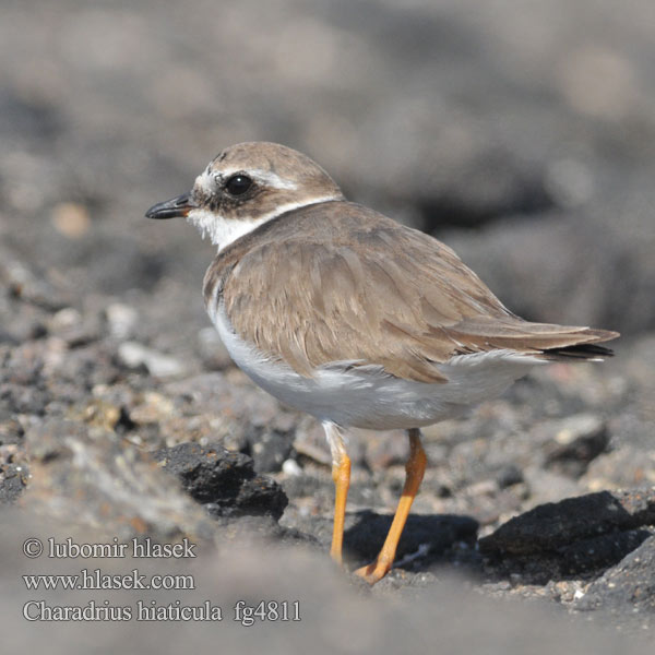 Charadrius hiaticula Ringed Plover Sandregenpfeifer