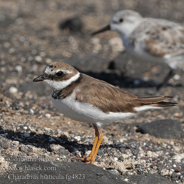 Charadrius hiaticula Grand Gravelot Chorlitejo