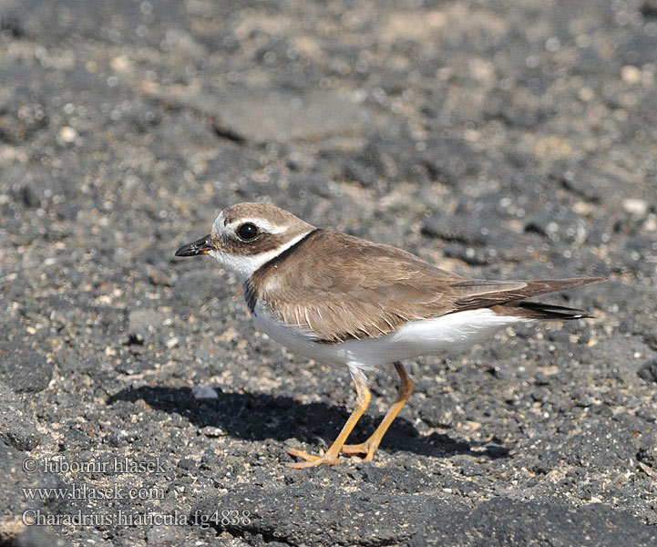 Charadrius hiaticula Chorlitejo Grande Kulík písečný