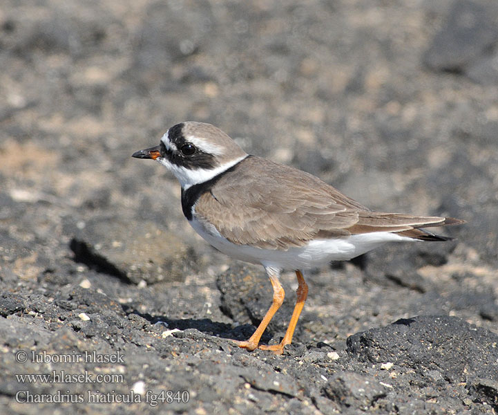 Charadrius hiaticula Corriere grosso Borrelho-grande-de-coleira