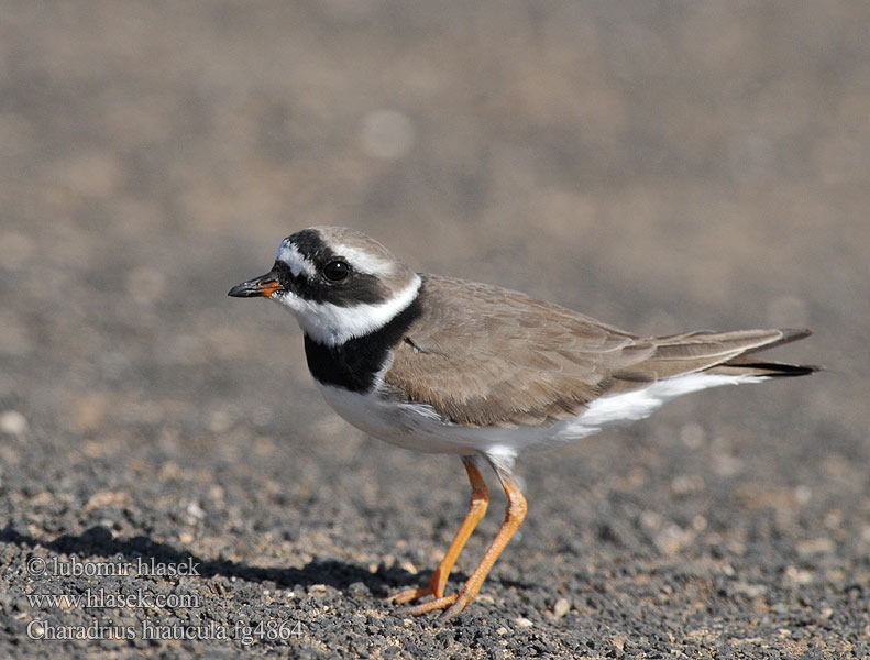 Charadrius hiaticula Sieweczka obrożna Ékfarkú lile