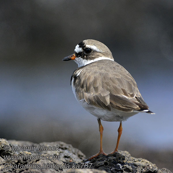 Charadrius hiaticula Ringed Plover