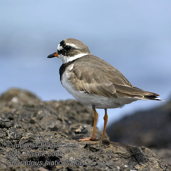 Charadrius hiaticula Sandregenpfeifer