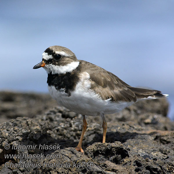 Charadrius hiaticula Grand Gravelot Kulík písečný