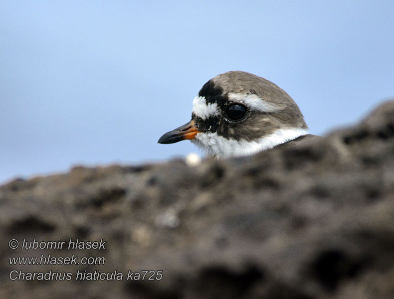 Charadrius hiaticula Kulík písečný