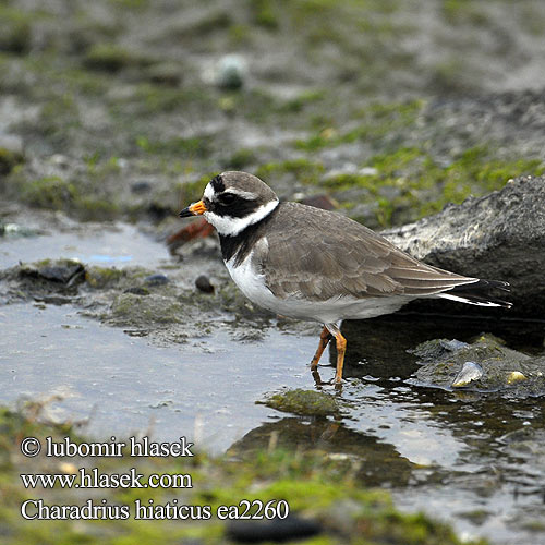 Charadrius hiaticus ea2260