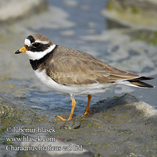 Charadrius hiaticus ea3121