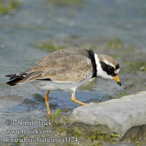 Charadrius hiaticus ea3124