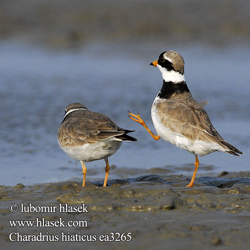 Ringed Plover Sandregenpfeifer Grand Gravelot Chorlitejo